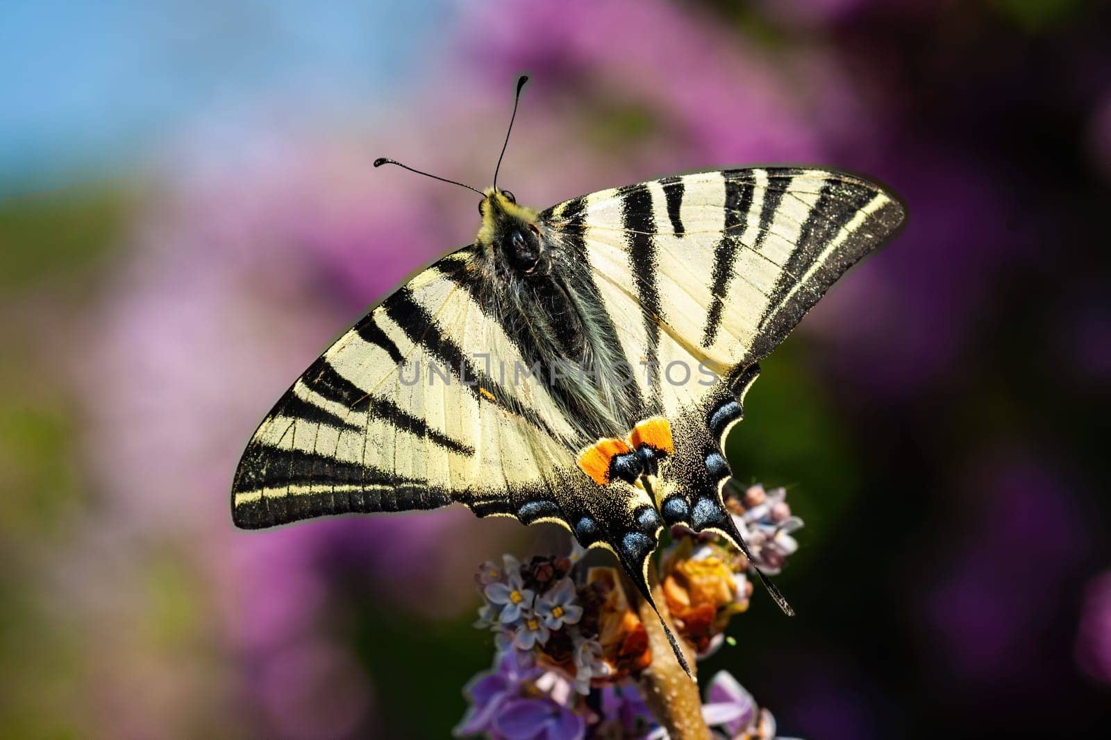 Top view of scarce swallowtail, iphiclides podalirius, sitting on violet flower in summer. Butterfly with open striped wings from above. Black and white insect sunlit on a meadow.
