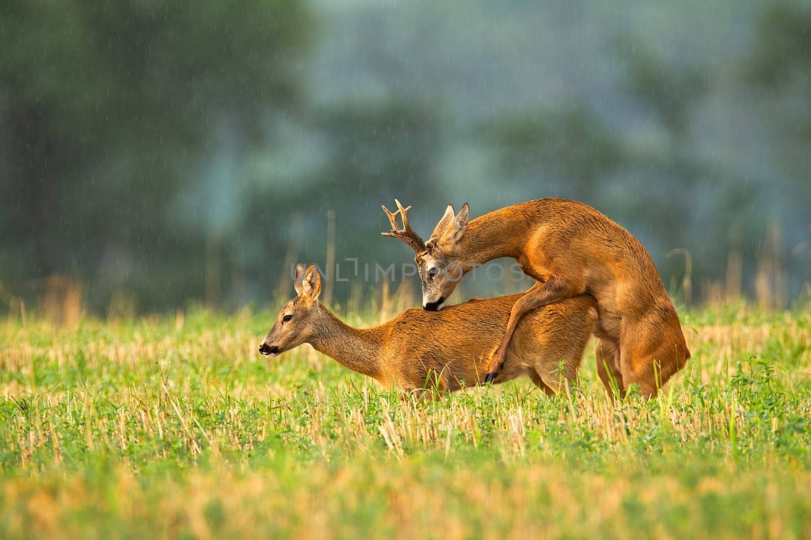 roe deer, capreolus capreolus, buck and doe mating in rutting season on a stubble field. Pair of male and female animal copulating. Courtship of wild mammals from side view.