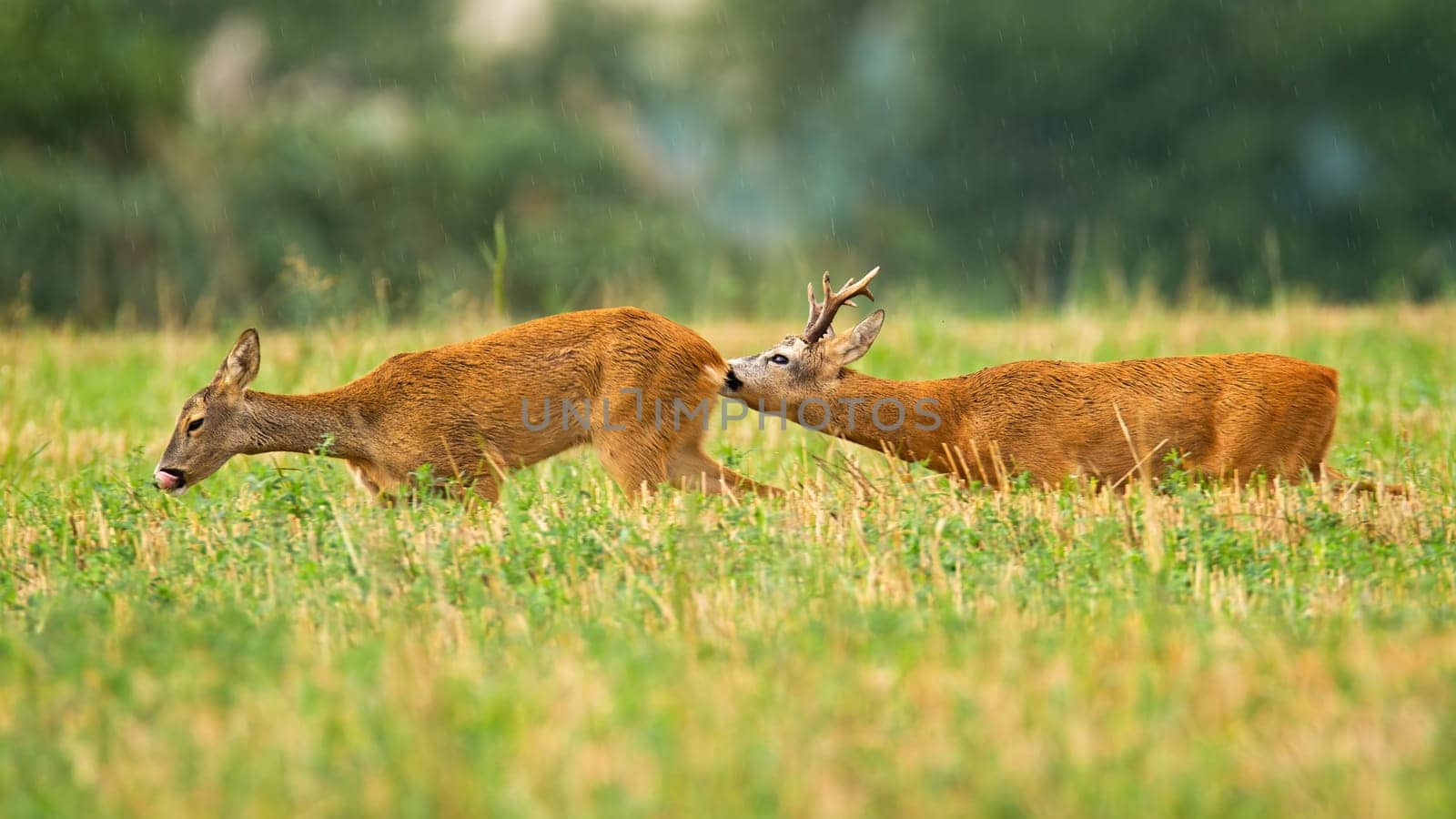 Couple of roe deer, capreolus capreolus, buck and doe in summer mating season on stubble field. Roebuck following female mammal and sniffing with nose. Courting behavior of wild animals.