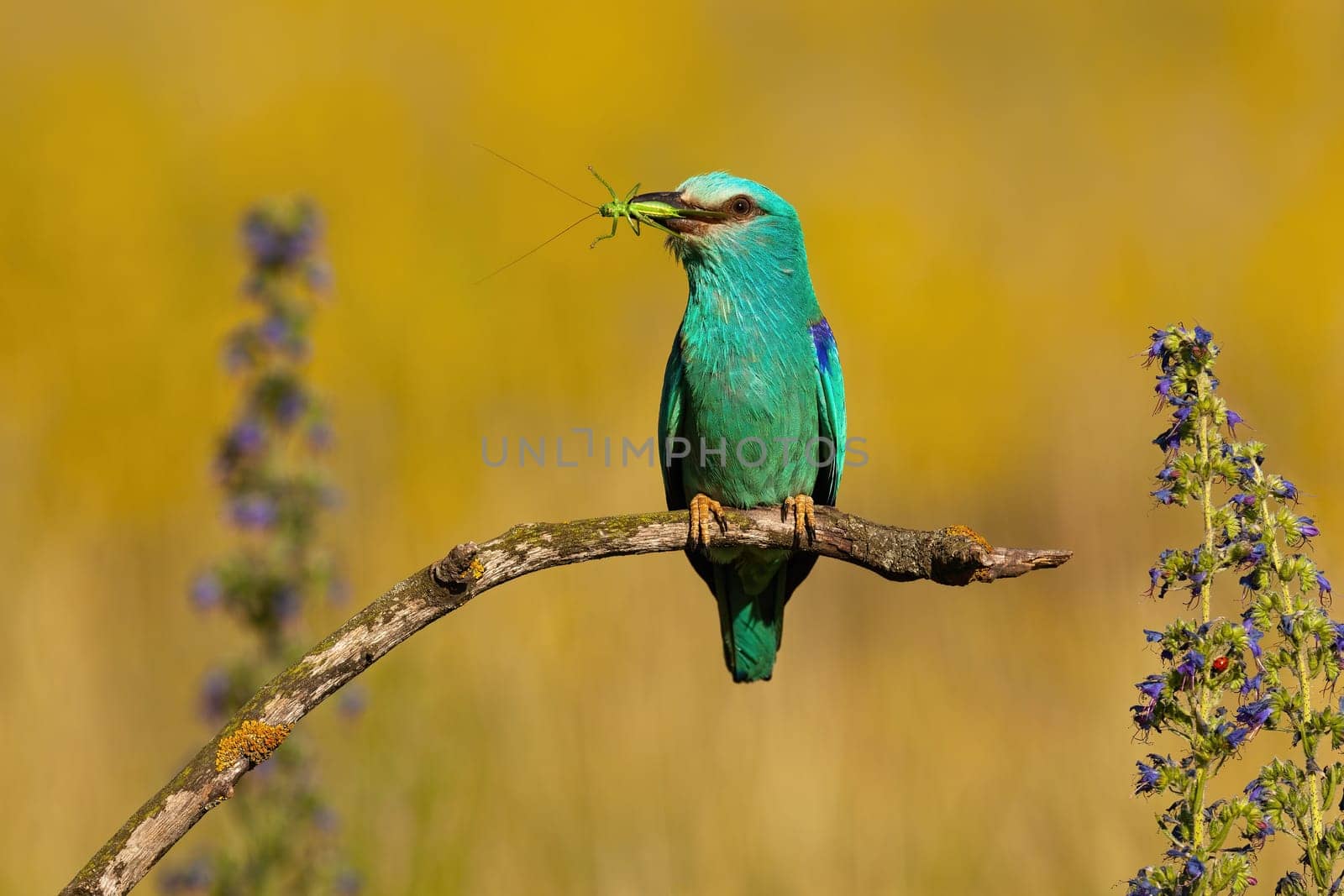 Colorful european roller, coracias garrulus, sitting on a twig with grasshopper in Hortobagy national park, Hungary, Europe. Predatory bird perching on a twig in steppe from front view.