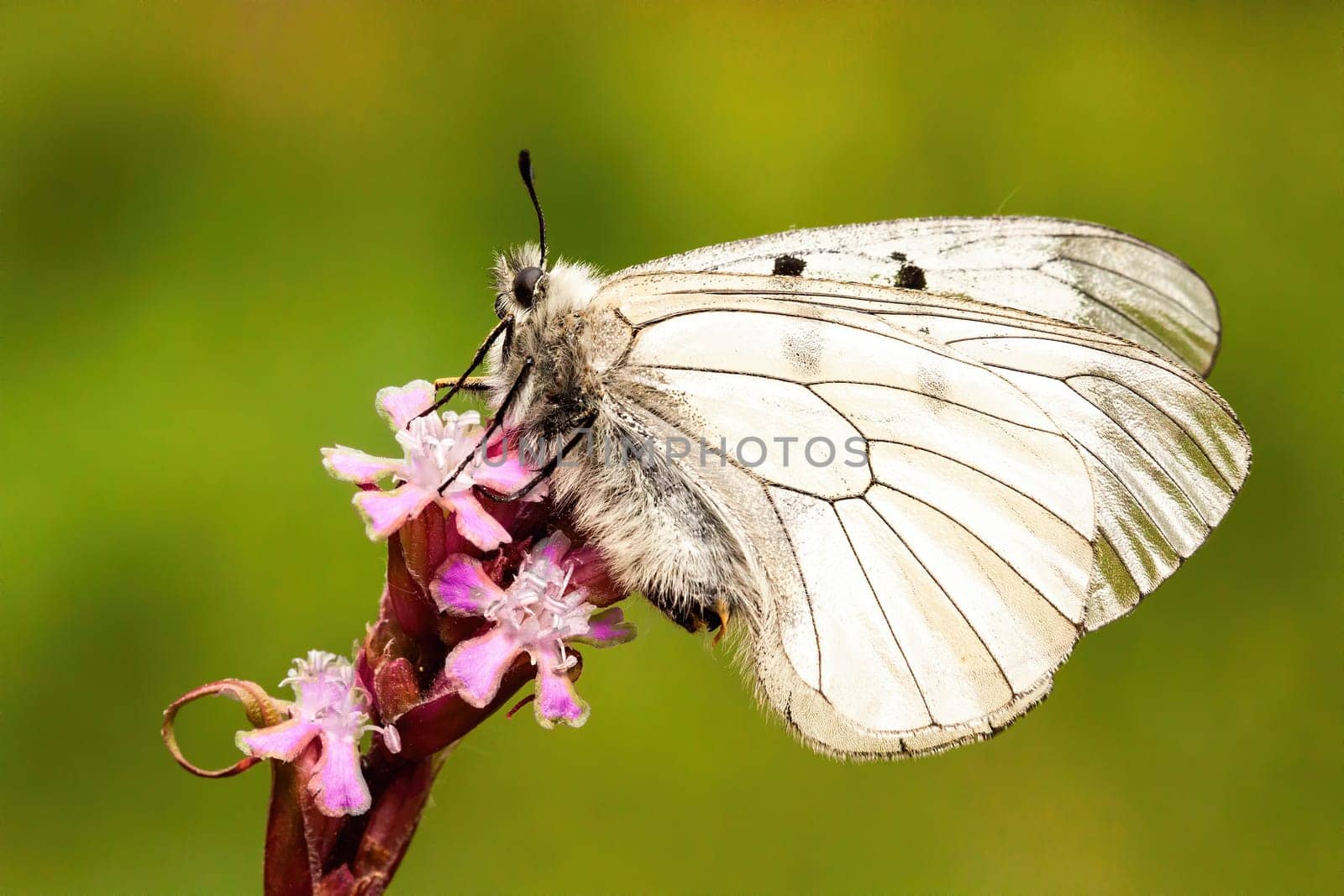 Tranquil clouded apollo, parnassius mnemosyne, sitting on pink blooming flower on meadow in summer at sunset. White butterfly perched on wildflower with closed wings from side view.