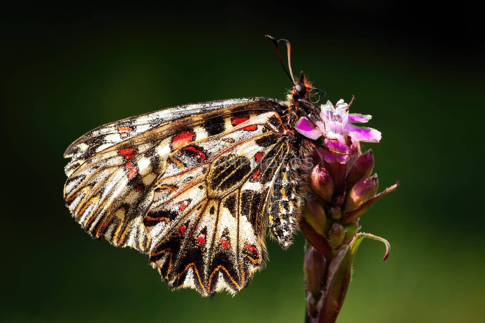 southern festoon, zerynthia polyxena, sitting on blooming flower illuminated by sunlight on dark blurred background in summer nature. Butterfly with closed wings on meadow.