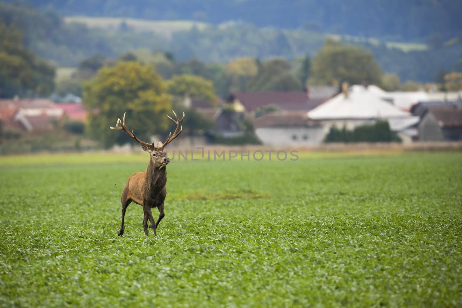 Male red deer, cervus elaphus, stag rushing away from houses on field with green leaves. Mammal with antlers and brown fur running forward in countryside.