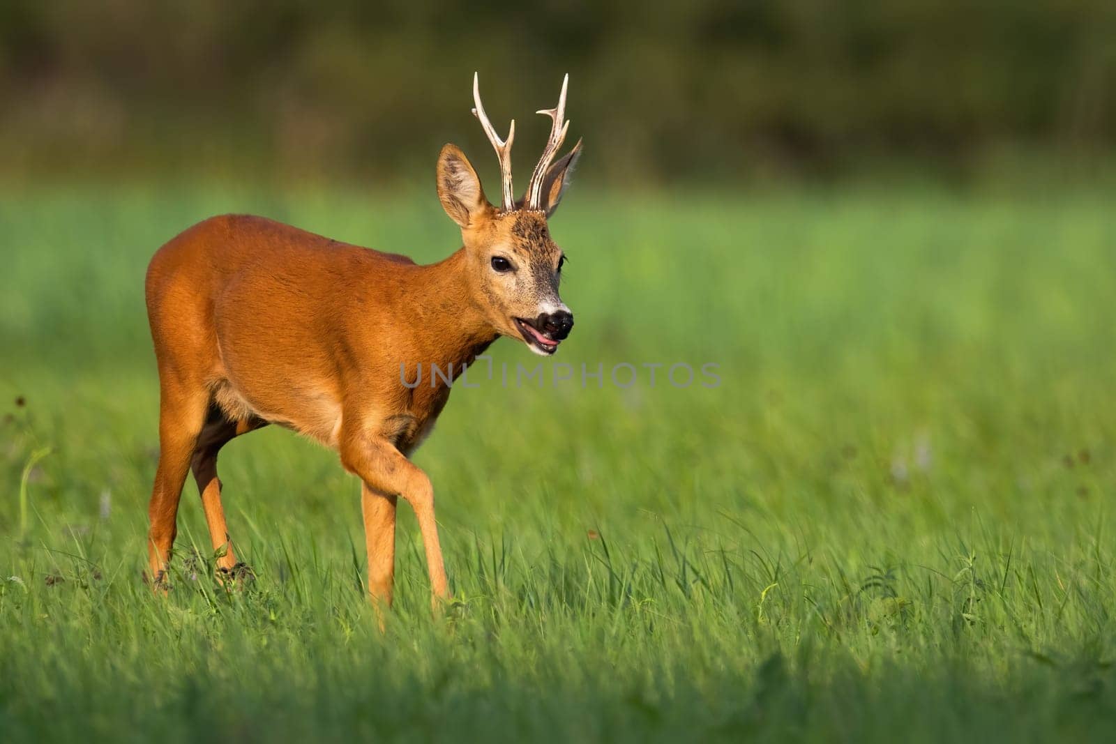 Tired roe deer, capreolus capreolus, buck breathing heavily with open mouth on a hot summer day in nature. Animal wildlife on hay field with green grass illuminated by evening sun.