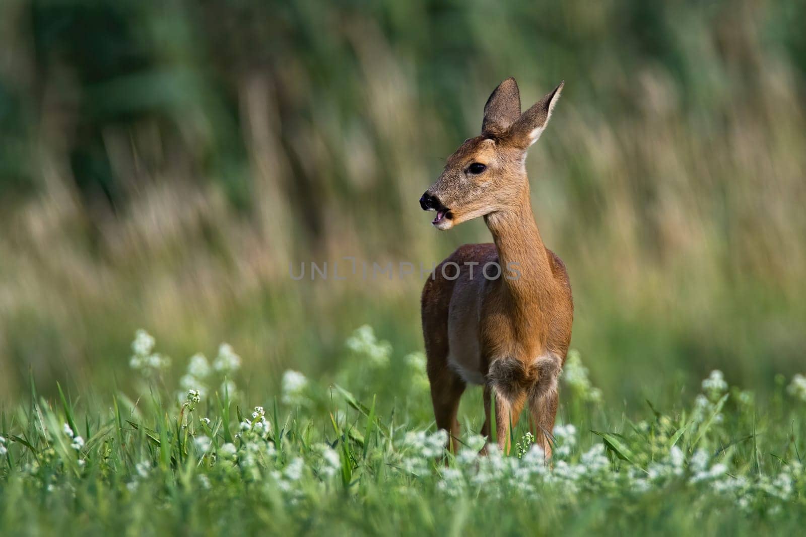 Female roe deer, capreolus capreolus, grazing and looking away on hay field in summer nature. Doe standing between flowers in wilderness. Wild animal with orange fur feeding.