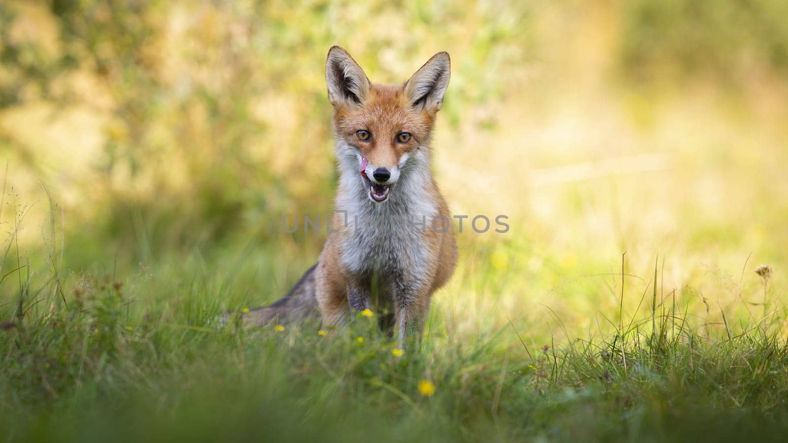 Interested red fox, vulpes vulpes, on meadow in summer at sunrise from front view . Furry mammal listening and looking in green grass with copy space.