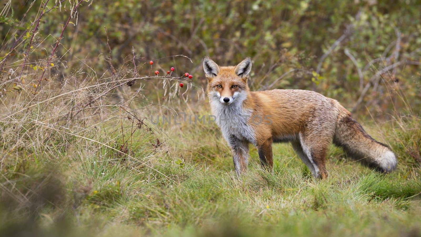 Alert red fox, vulpes vulpes, standing in front of rosehip bush with red fruits and looking in autumn. Attentive mammal with long orange fur and on autumnal meadow from low angle.