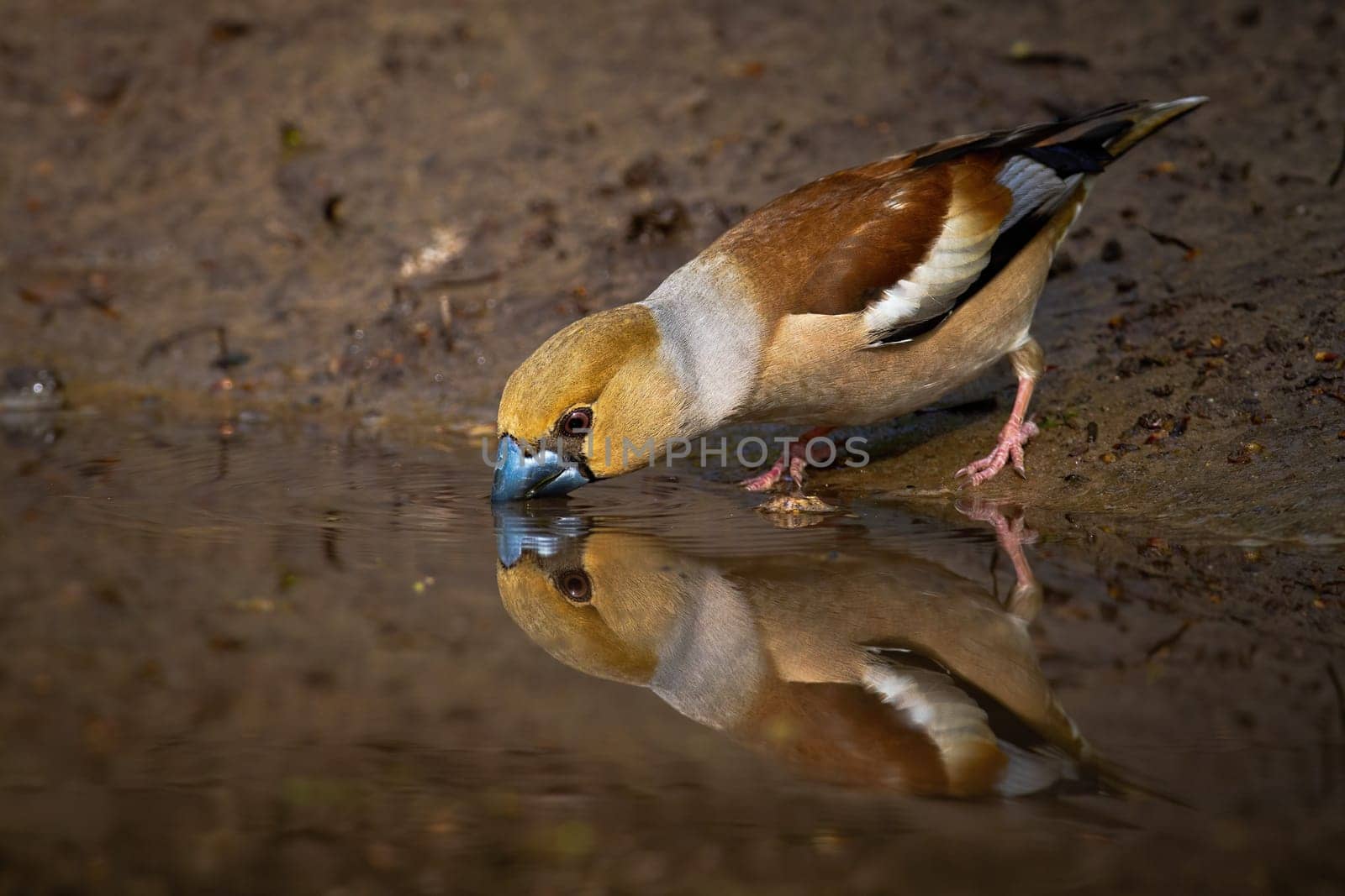 Male hawfinch, coccothraustes coccothraustes, standing on muddy riverbank bending over water surface and drinking. Symmetrical reflection of brown bird with beak underwater in summer nature.