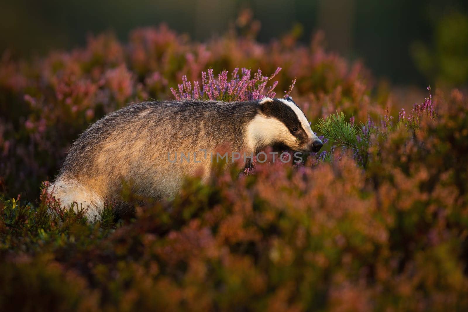Adult european badger, meles meles, hiding in bushes of heather in moorland in summertime. Wild animal with black and white mask on head at sunrise from side view.