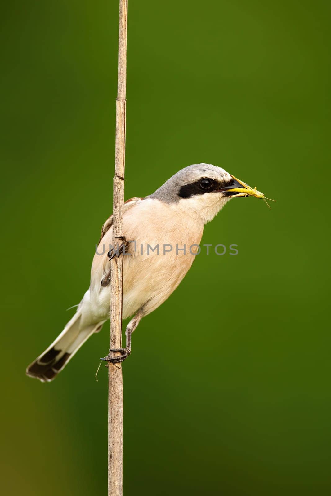 Alert red-backed shrike, lanius collurio, holding a grasshopper in beak and sitting on reed in summer nature. Attentive small bird with a catch on grass blade. Animal wildlife.