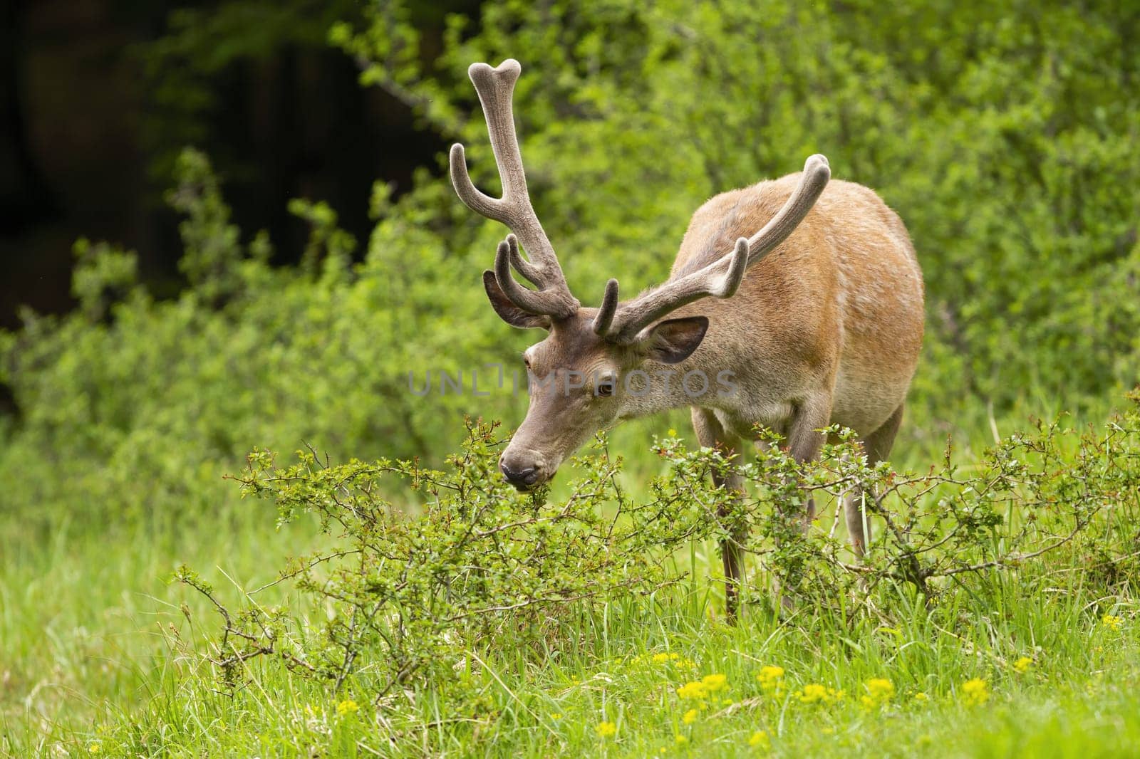 Calm red deer, cervus elaphus, stag stretching neck and feeding on a glade with green grass. Peaceful scenery with animal wildlife eating in nature from front view.