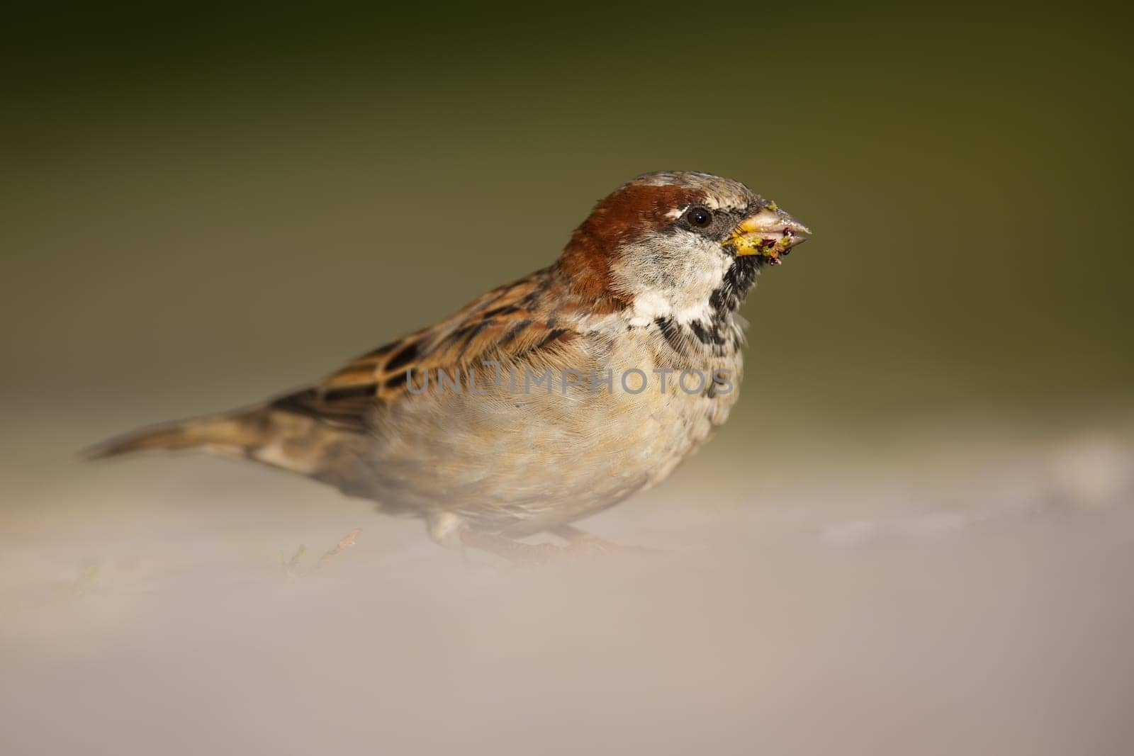 Cute house sparrow male sitting on the ground and looking into camera in summer. Songbird resting still early in the morning at sunrise from low angle view.