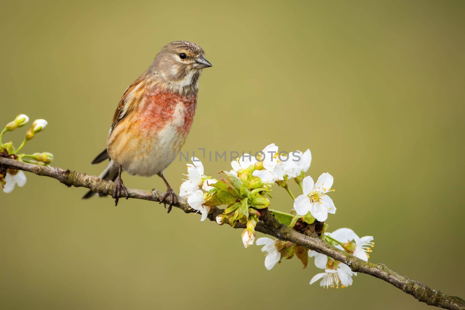 Male common linnet, linaria cannabina, sitting on flourishing tree twig with white flowers in spring nature. Little song bird with red breast and brown body resting from front view with copy space.