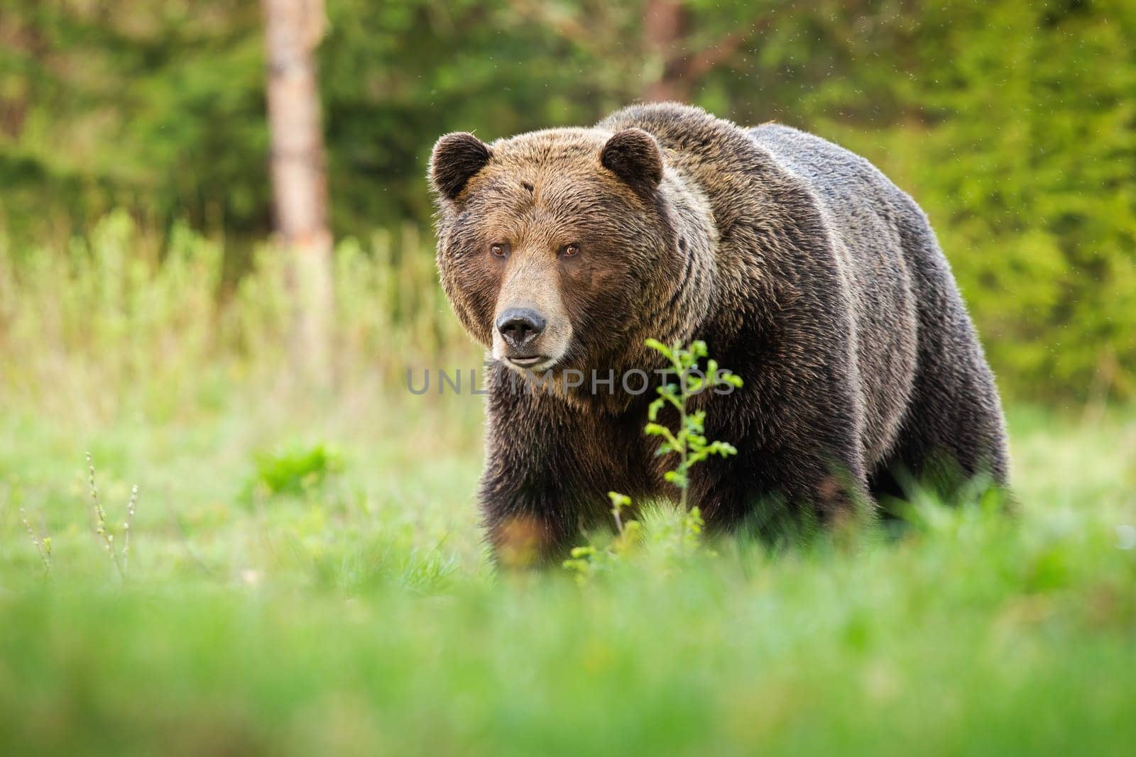 Surprised brown bear, ursus arctos, male coming closer on green glade in summer nature. Shocked male predator with long fur and large head facing camera.