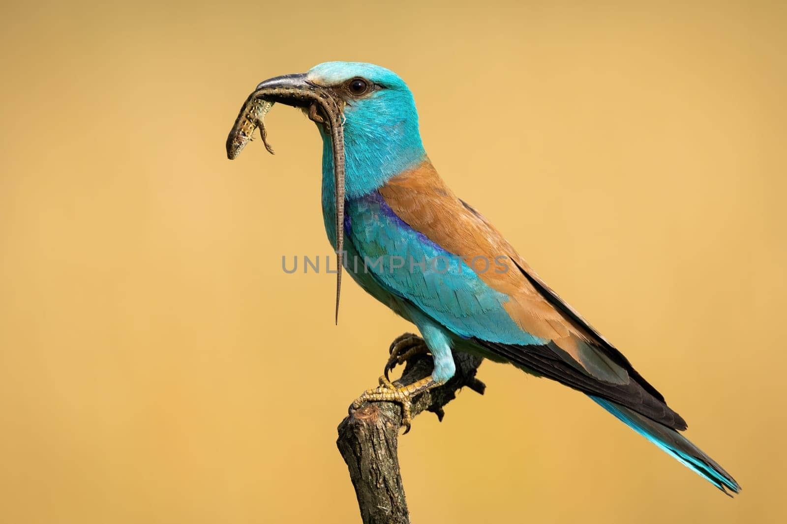 Colorful european roller, coracias garrulus, perching and holding a catch of dead lizard with long tail in summer breeding season. Exotic bird with blue head and brown wings in summer nature.
