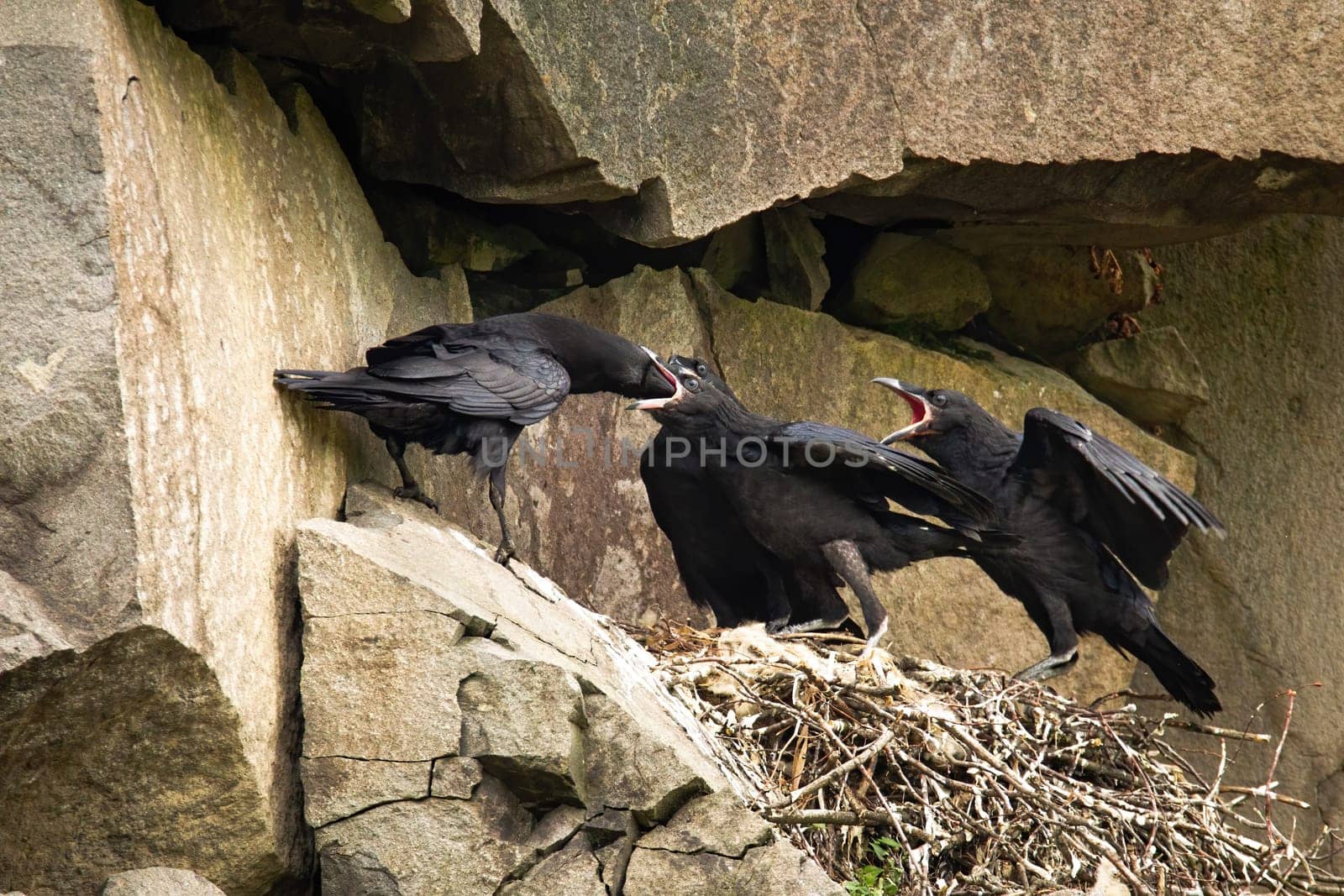 Adult common raven, corvus corax, feeding chicks on a nest in rocky cliff. raven breeding cliff. Wild bird with black feathers breeding in mountains in summer. Animal wildlife in nature.