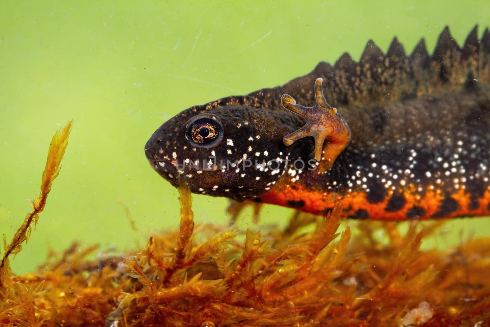 Close-up of danube crested newt, triturus dobrogicus, diving in water in swamp. Head and leg with fingers of spotted amphibian with orange belly swimming underwater.