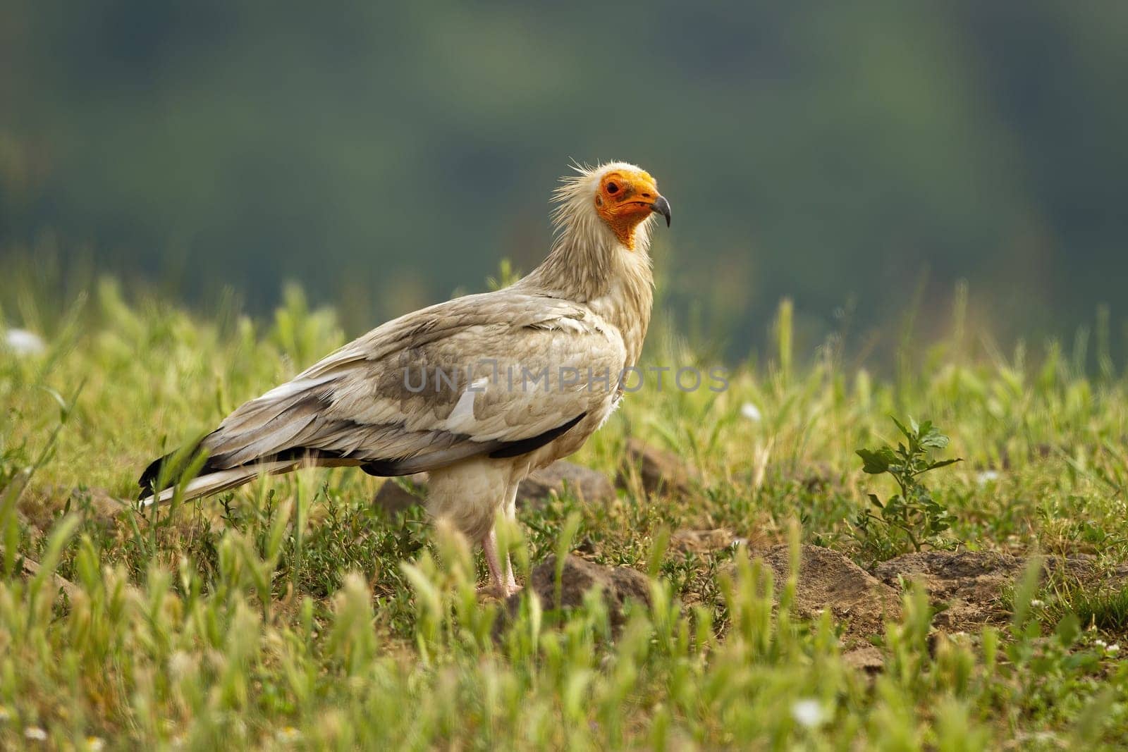 Egyptian vulture, neophron percnopterus, sitting on the ground in Rhodope Mountains, Bulgaria, Europe. White scavenger bird with yellow beak observing on meadow with green grass in summer.