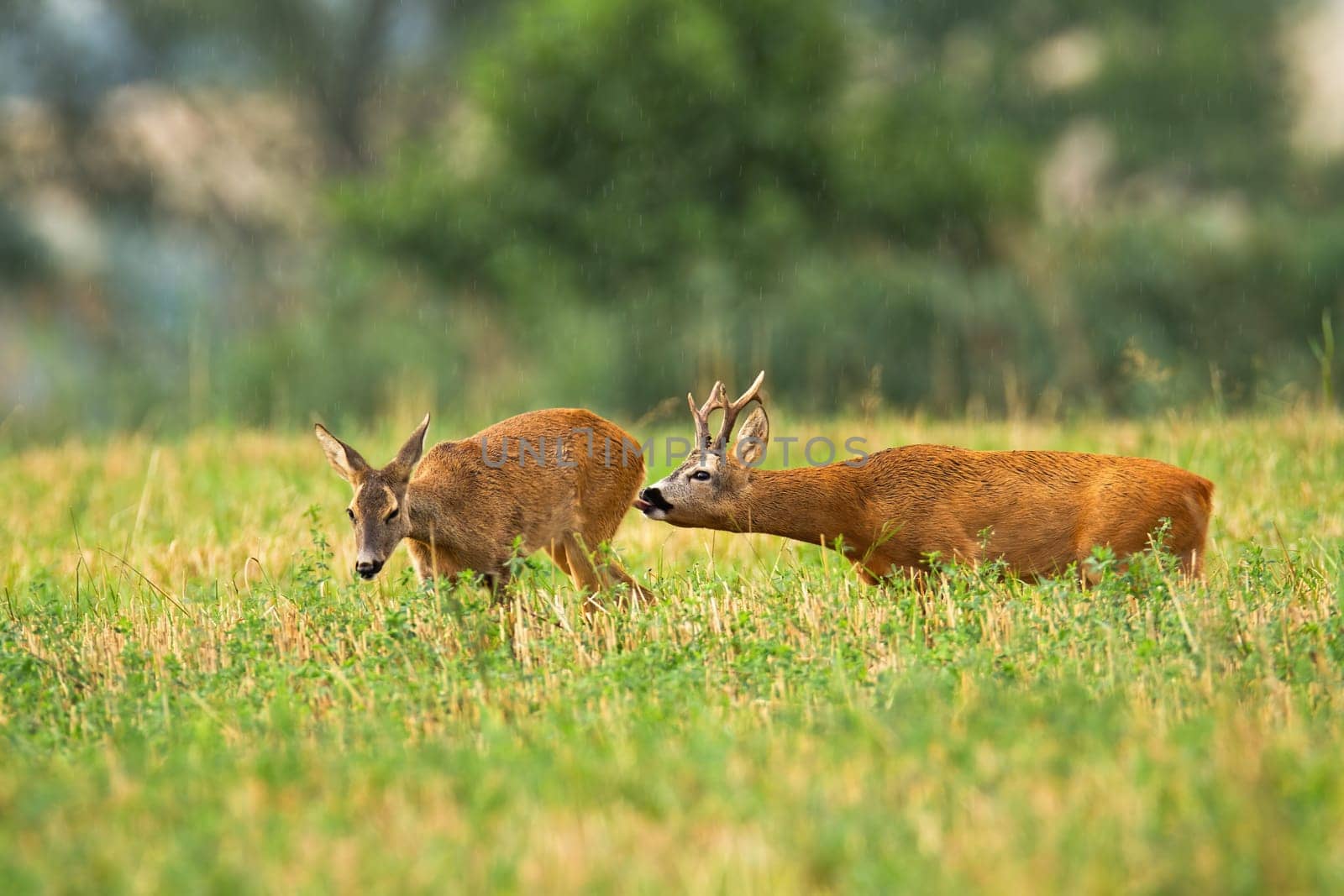 Roe deer buck with antlers following doe and licking her to feel hormones in rutting season. Affection between two wild animals with orange fur in summer nature