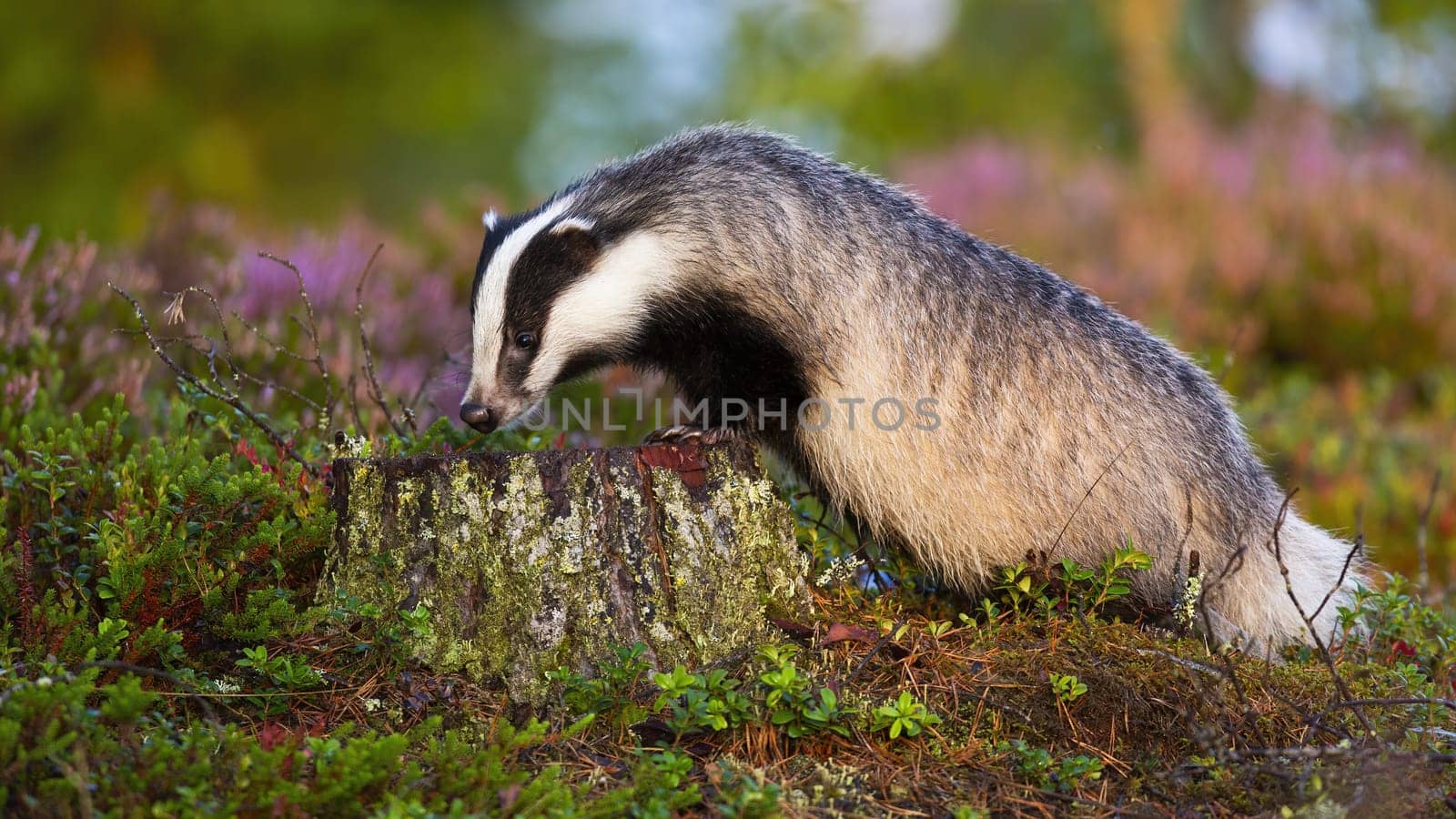 European badger, meles meles, standing on a stump and sniffing with snout in summer at sunrise. Wild animal searching for food on the ground in forest. Black and white carnivore in nature.
