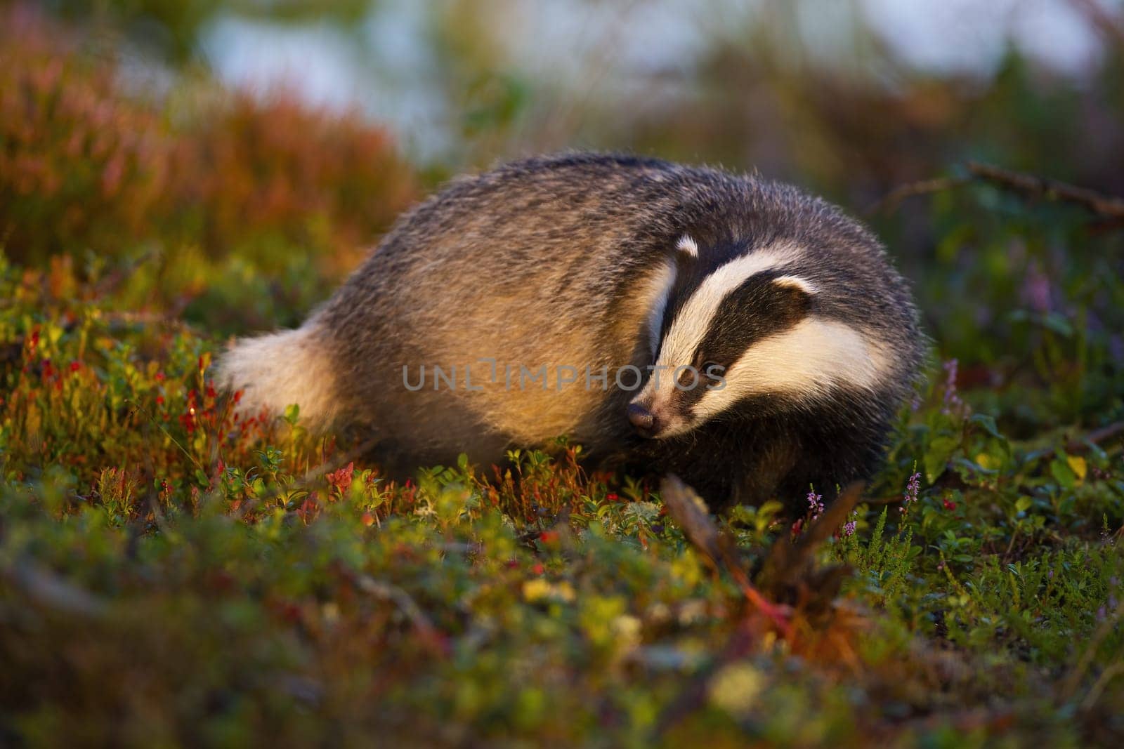 Thoughtful european badger, meles meles, looking for food in moorland at sunrise in summer. Concentrating wild animal with black and white stripes in green nature.