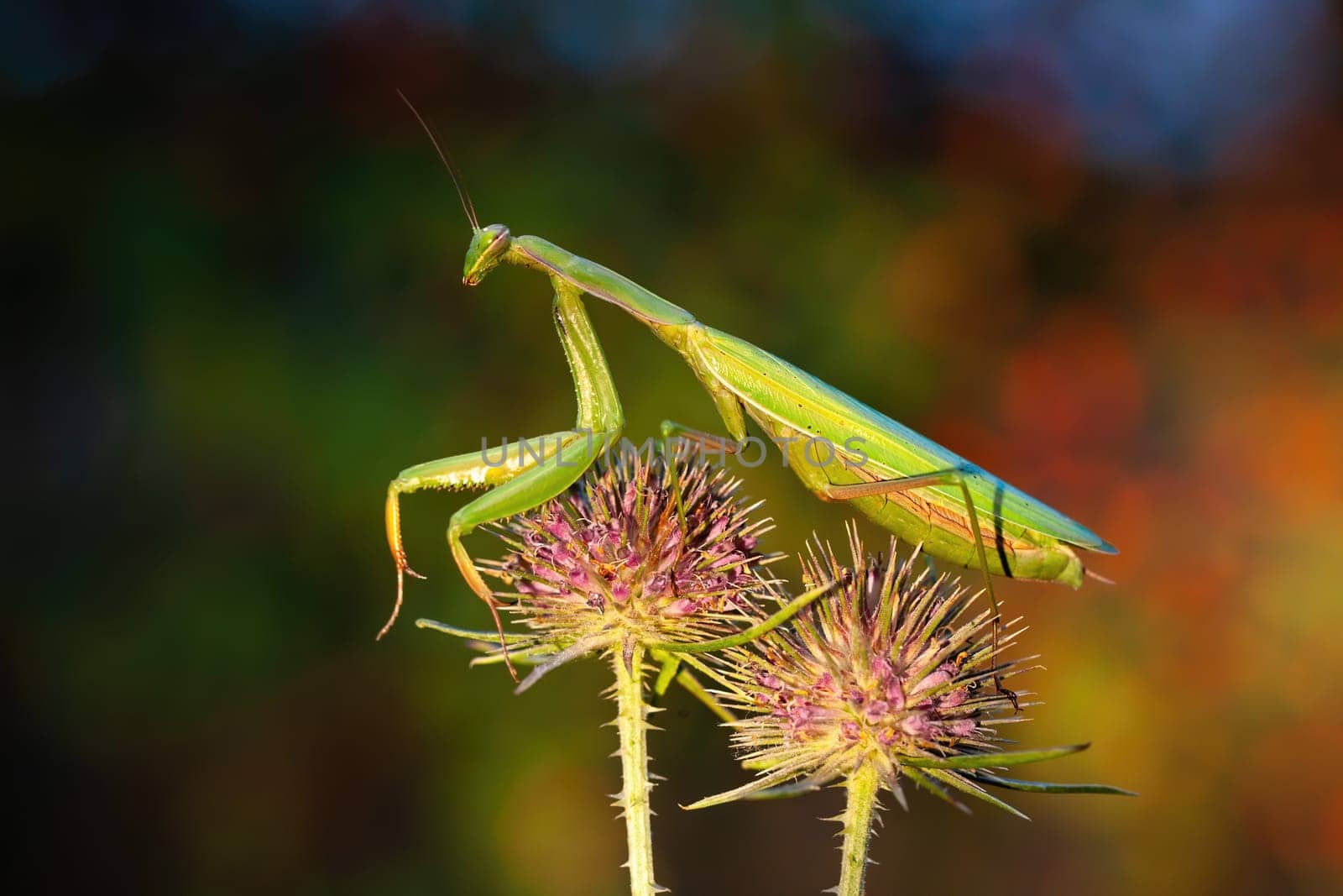 european mantis, mantis religiosa, standing on two blooming heads of thistle in summer at sunset. Green insect with long legs and antennas clinging on plant.