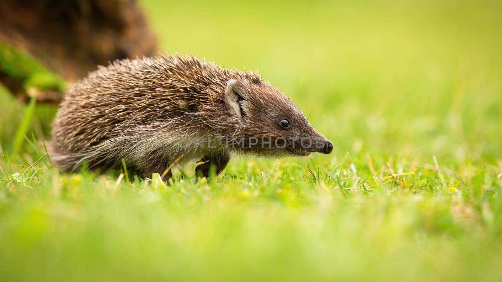 Young northern white-breasted hedgehog, erinaceus roumanicus, walking on meadow with green grass. Brown animal predator with protective bristles going from from side view.