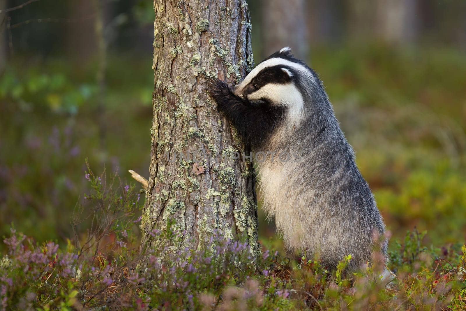 Fluffy european badger, meles meles, sniffing trunk of coniferous tree with nose. Wild mammal with black and white stripes on head standing on rear legs and grasping bark with paws.