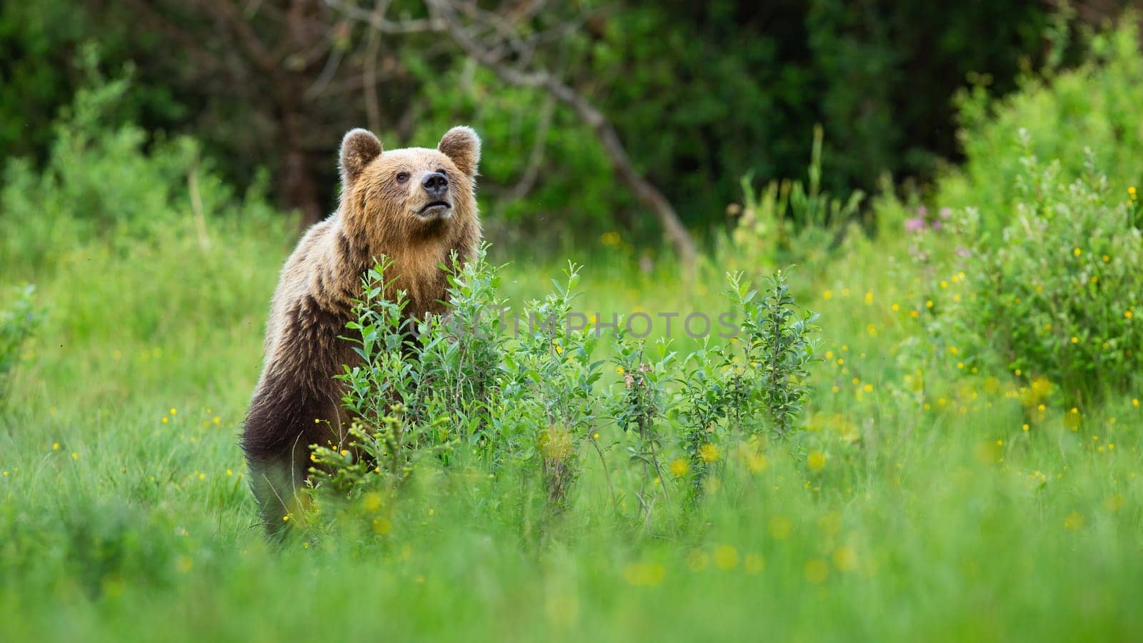 Interested brown bear, ursus arctos, sniffing for scents on meadow and hiding behind bush. Animal wildlife scenery with alert mammal in summer nature.