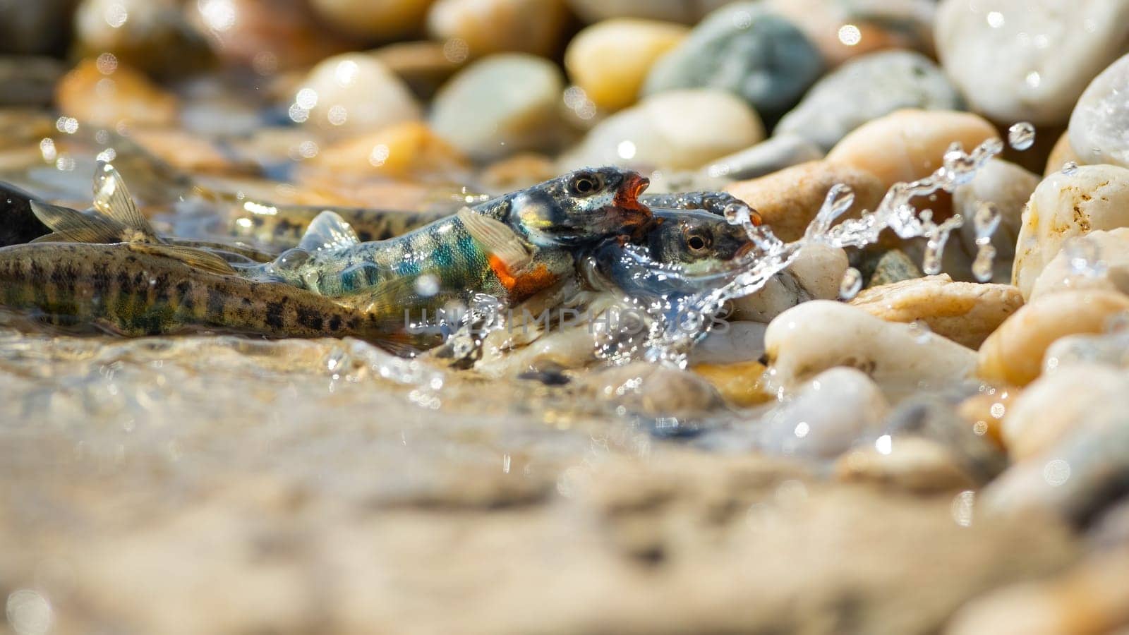 Common minnow, phoxinus phoxinus, in courting behavior fertilizing eggs on stones. Multiple striped fish grasping on air in mating ritual on gravel. Aquatic organisms mating.