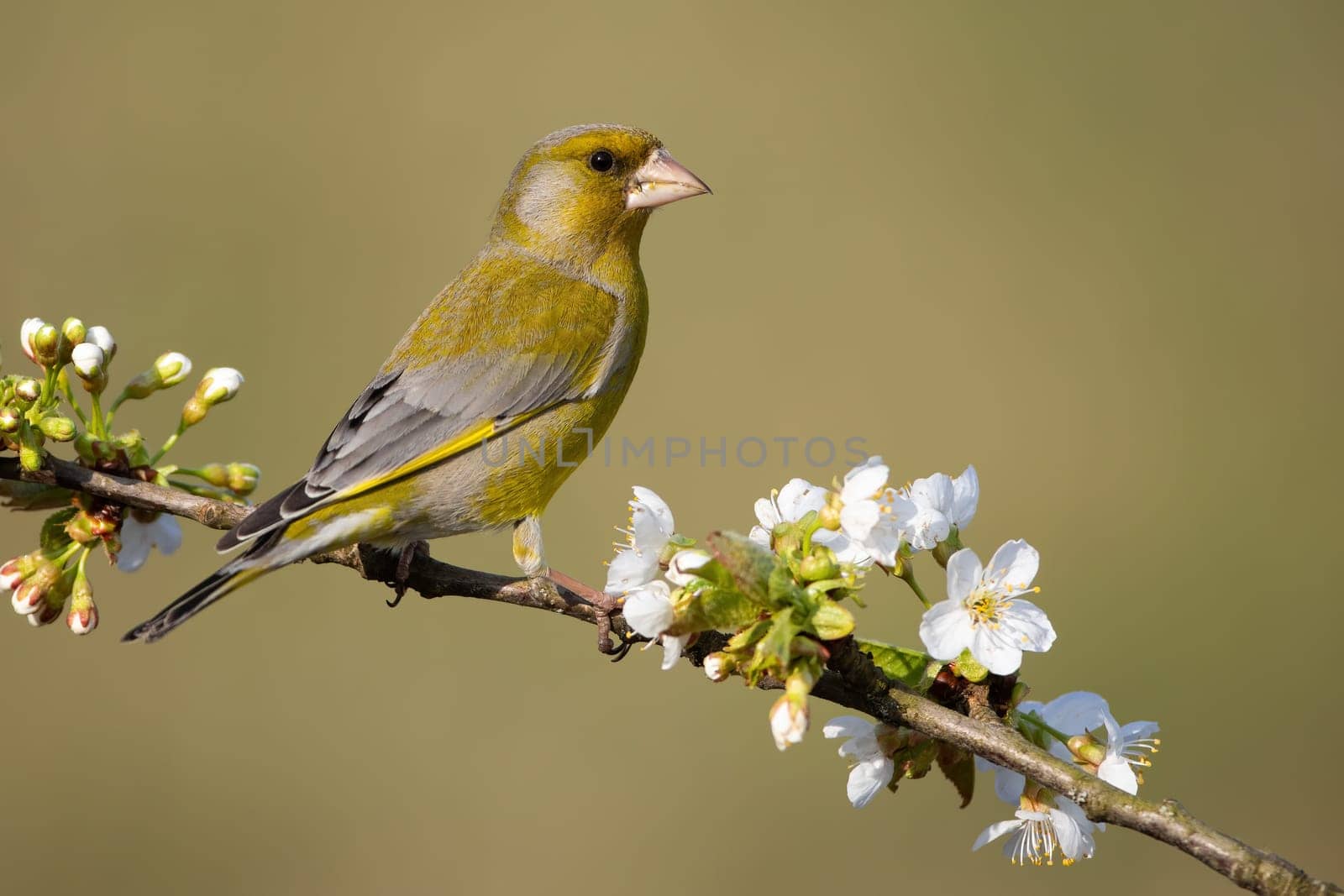 Attentive european greenfinch, chloris chloris, male on a perch with blossoming white flowers in spring. Garden bird on a tree from side view. Animal wildlife in nature.