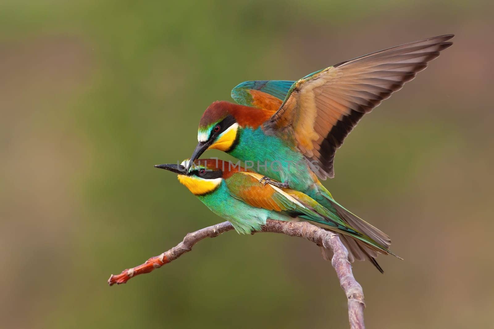 Pair of european bee-eater, merops apiaster, mating on a twig in summer breeding season. Two colorful bird in reproduction behavior from side view with green blurred background.