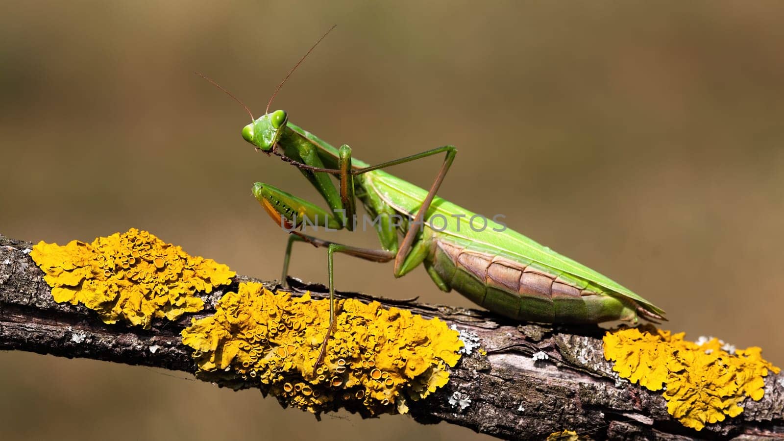 European mantis, mantis religiosa, standing on a branch with yellow moss and looking into camera in summer at sunset. Animal wildlife in nature. Green insect with antennas from side view.