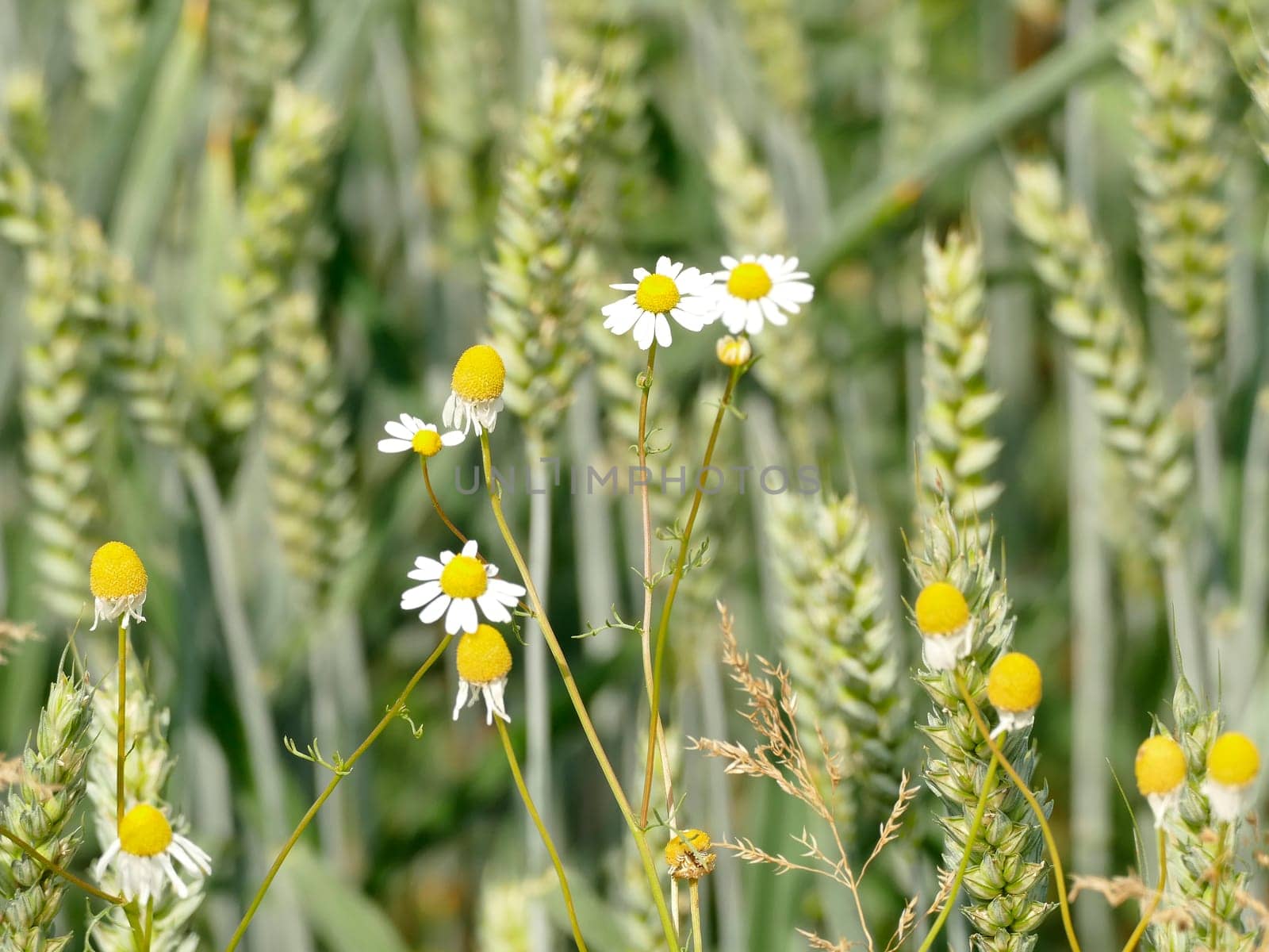 Chamomile at a field of wheat in Germany