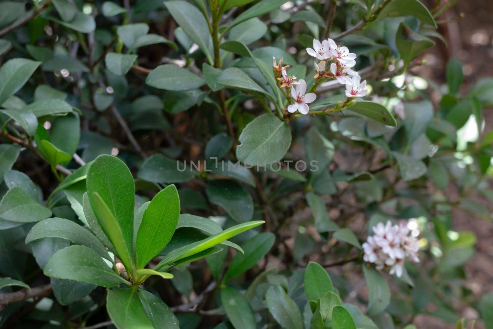 Beautiful green leaves plant in resort garden, stock photo