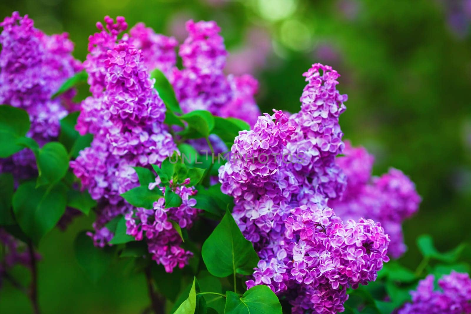 Purple lilac flowers with green leaves. Shallow depth of field. Selective focus.