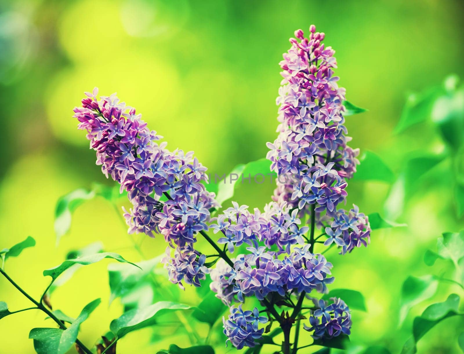 Blossoming lilac flowers in the garden. Shallow depth of field. Selective focus.