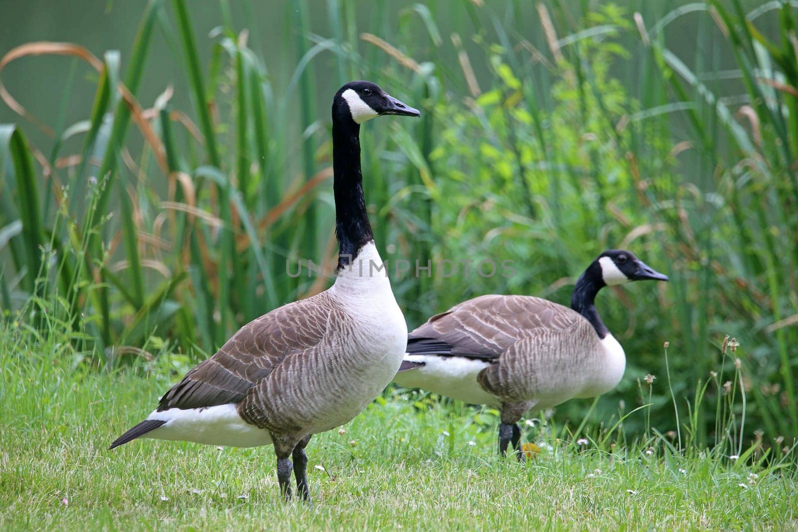 A pair of Canada geese Branta canadensis