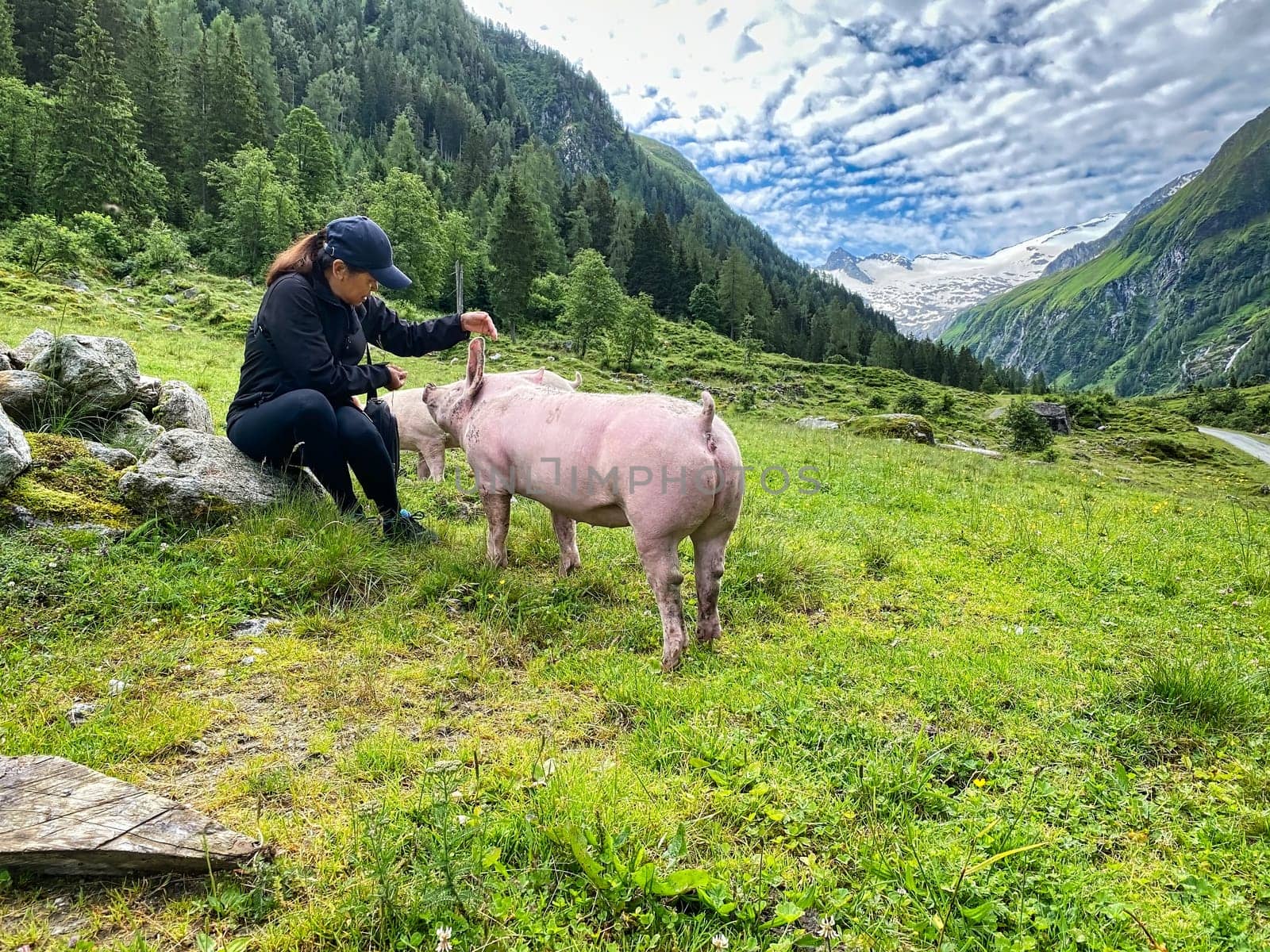 Trusting Pig At Pasture, free range animal to stroke