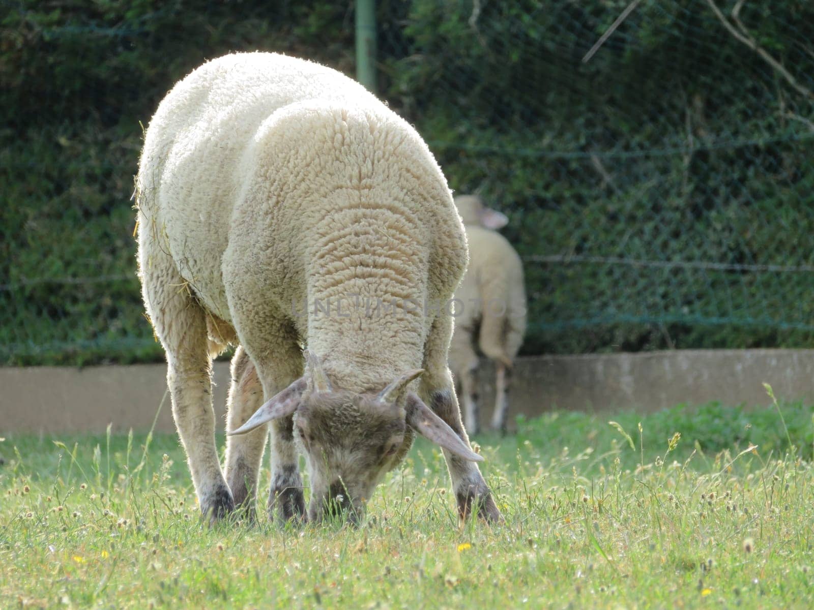 sheep domestic animal wool milk beautiful grass meat