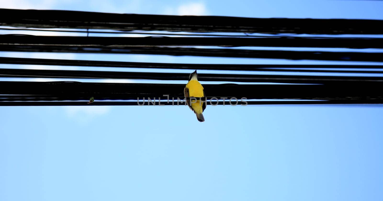 salvador, bahia / brazil - july 4, 2020: bird is seen resting on wires of the electric network of the city of Salvador.