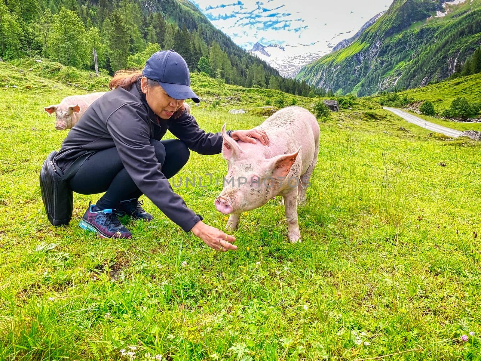 Trusting Pig At Pasture, free range animal to stroke