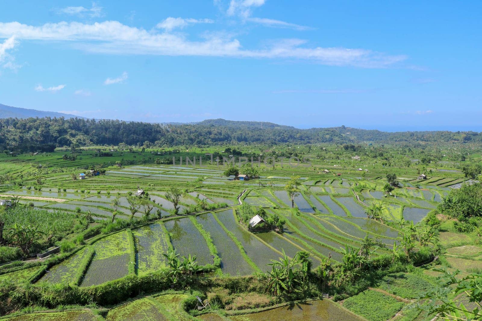 Traditional farmer hut in the rice. A hut for farmers to shelter in the middle of lush and green rice.