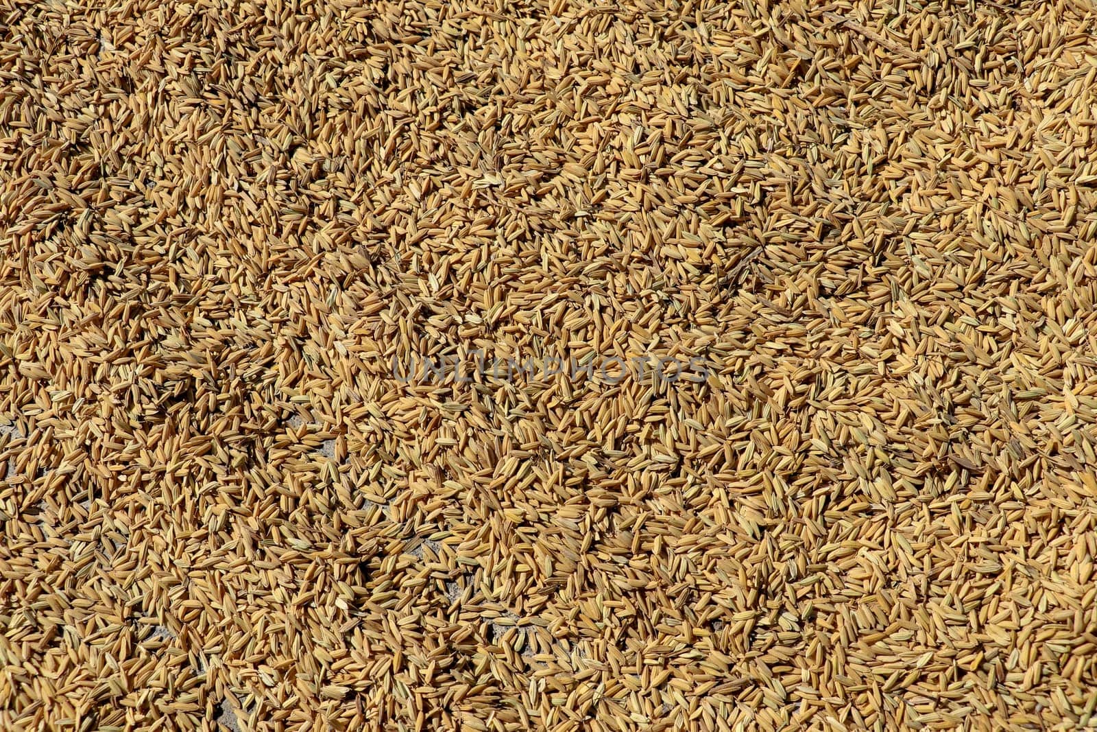 Close up paddy rice, Paddy rice has not shell out. Spread of paddy jasmine rice on the yard to dry in the sun Thailand ready to process as mass product.