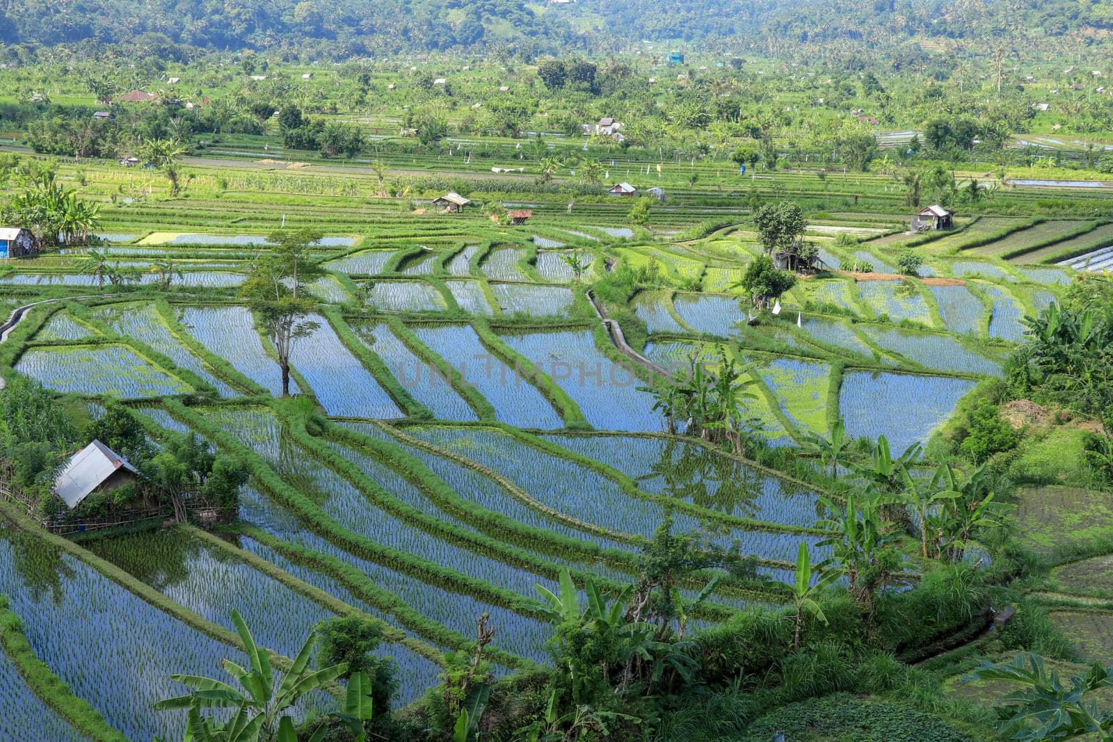 Traditional farmer hut in the rice. A hut for farmers to shelter in the middle of lush and green rice.