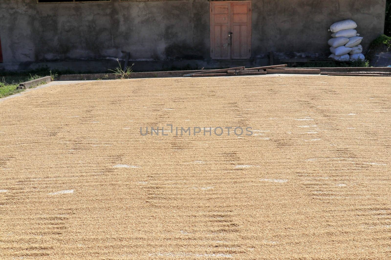 freshly harvested rice seeds are laid out for drying in the sun before processing.