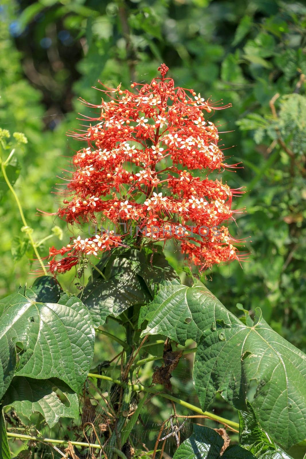 Pagoda flower is herbaceous with a medium shrub. Found in flood or water. The trunk is underground. The stalks are parallel to the ground, flowering all year round.