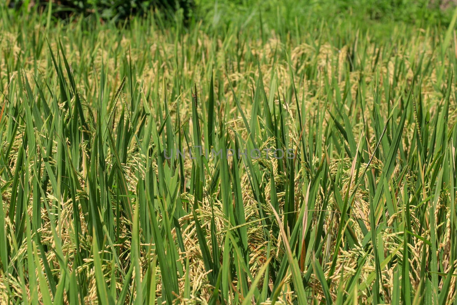 Field of ripened golden rice in green grass. Bali, Indonesia.