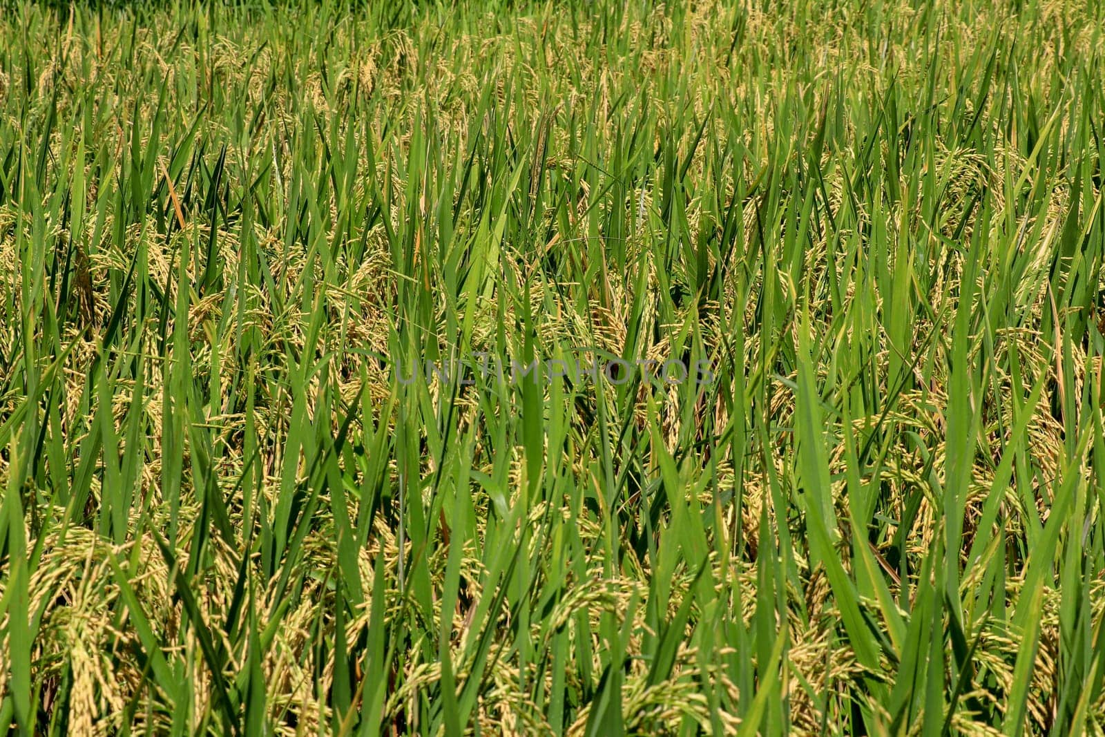 Field of ripened golden rice in green grass. Bali, Indonesia.