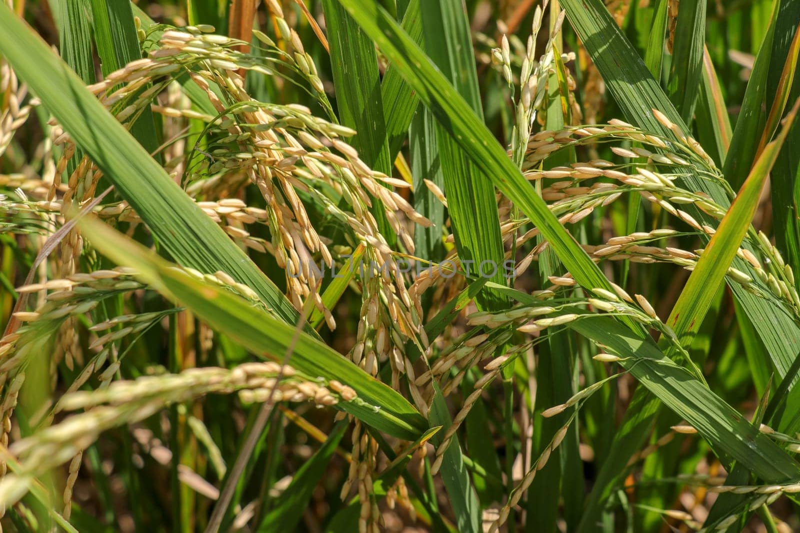Close up view of yellow-green rice field with soft sunrise light, view of paddy plant in the field, rice plant in the rice field, Fields of ripening rice growing in Bali.